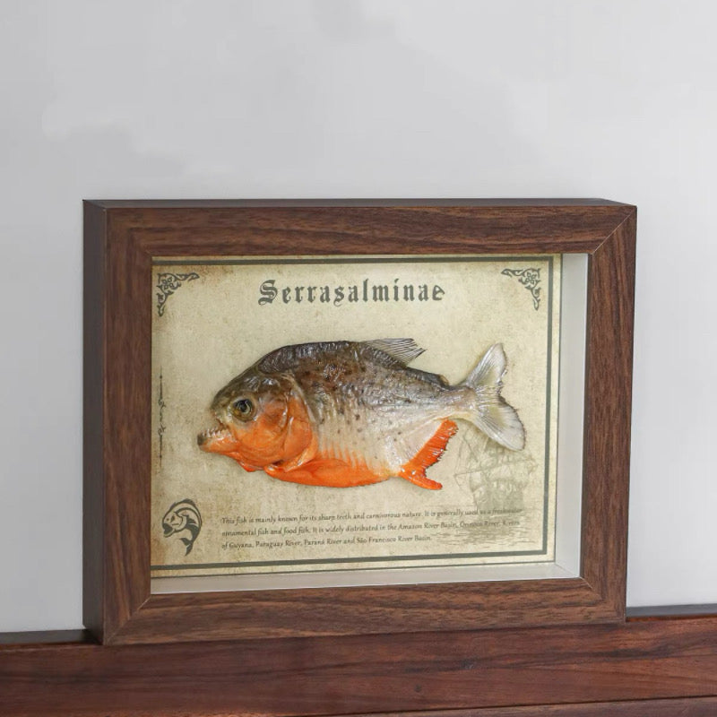 Real Piranha Taxidermy Shadow Box Framed Fish Specimen Natural Curio Home Decor