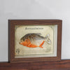 Real Piranha Taxidermy Shadow Box Framed Fish Specimen Natural Curio Home Decor