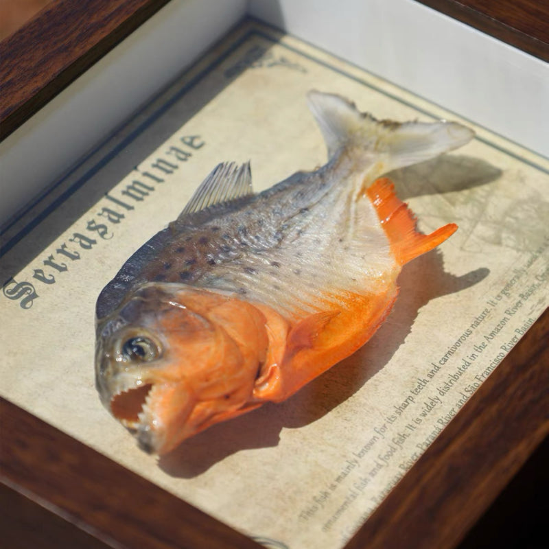 Real Piranha Taxidermy Shadow Box Framed Fish Specimen Natural Curio Home Decor