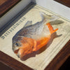 Real Piranha Taxidermy Shadow Box Framed Fish Specimen Natural Curio Home Decor