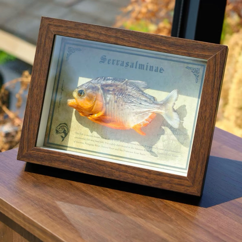 Real Piranha Taxidermy Shadow Box Framed Fish Specimen Natural Curio Home Decor