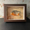 Real Piranha Taxidermy Shadow Box Framed Fish Specimen Natural Curio Home Decor