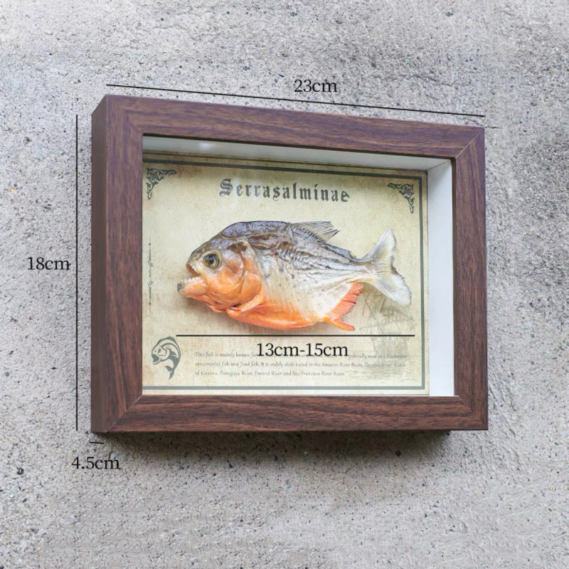 Real Piranha Taxidermy Shadow Box Framed Fish Specimen Natural Curio Home Decor
