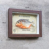 Real Piranha Taxidermy Shadow Box Framed Fish Specimen Natural Curio Home Decor