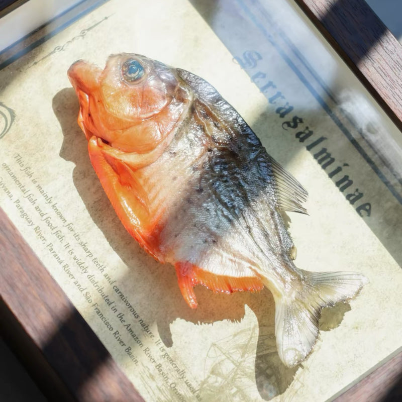 Real Piranha Taxidermy Shadow Box Framed Fish Specimen Natural Curio Home Decor