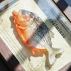 Real Piranha Taxidermy Shadow Box Framed Fish Specimen Natural Curio Home Decor